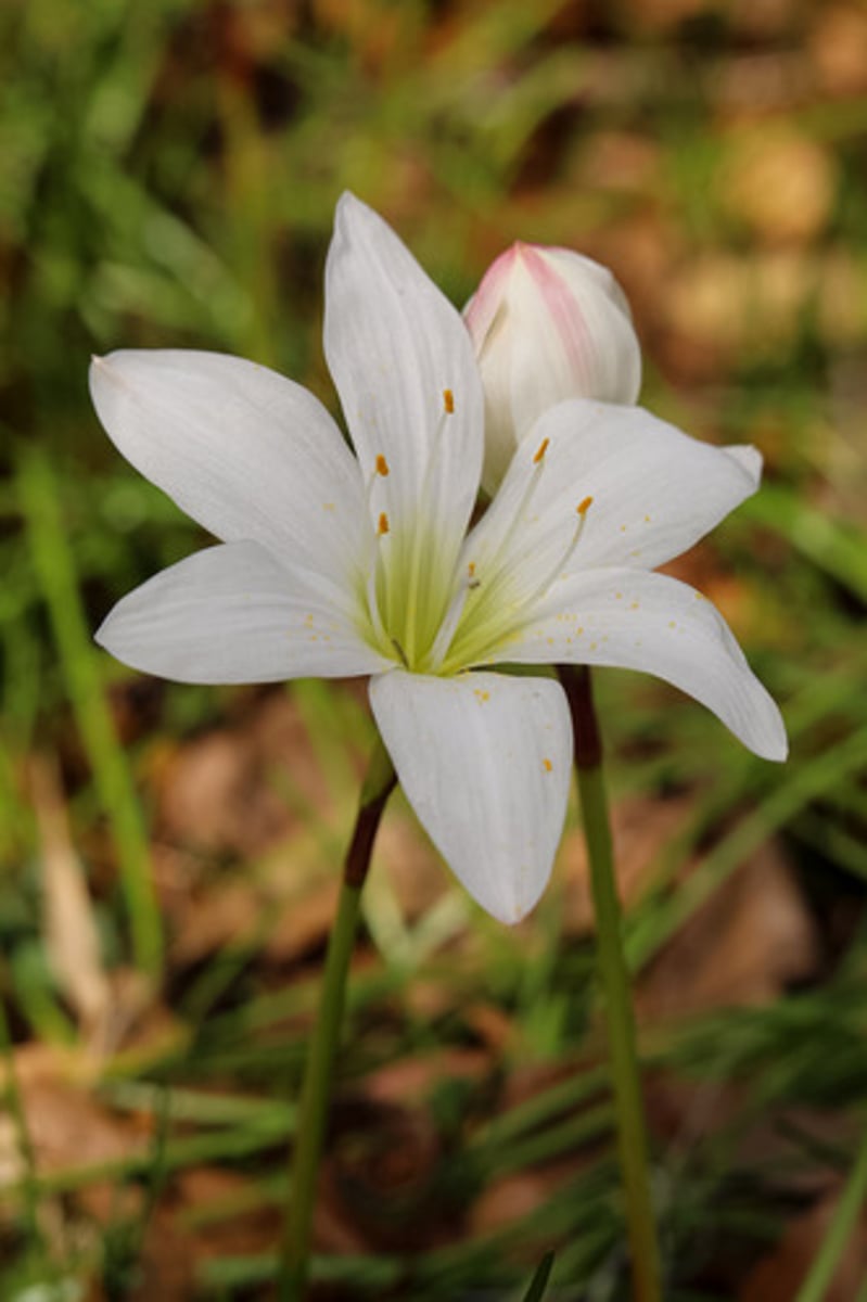 <p>what is the name of the plant pictured here?</p>