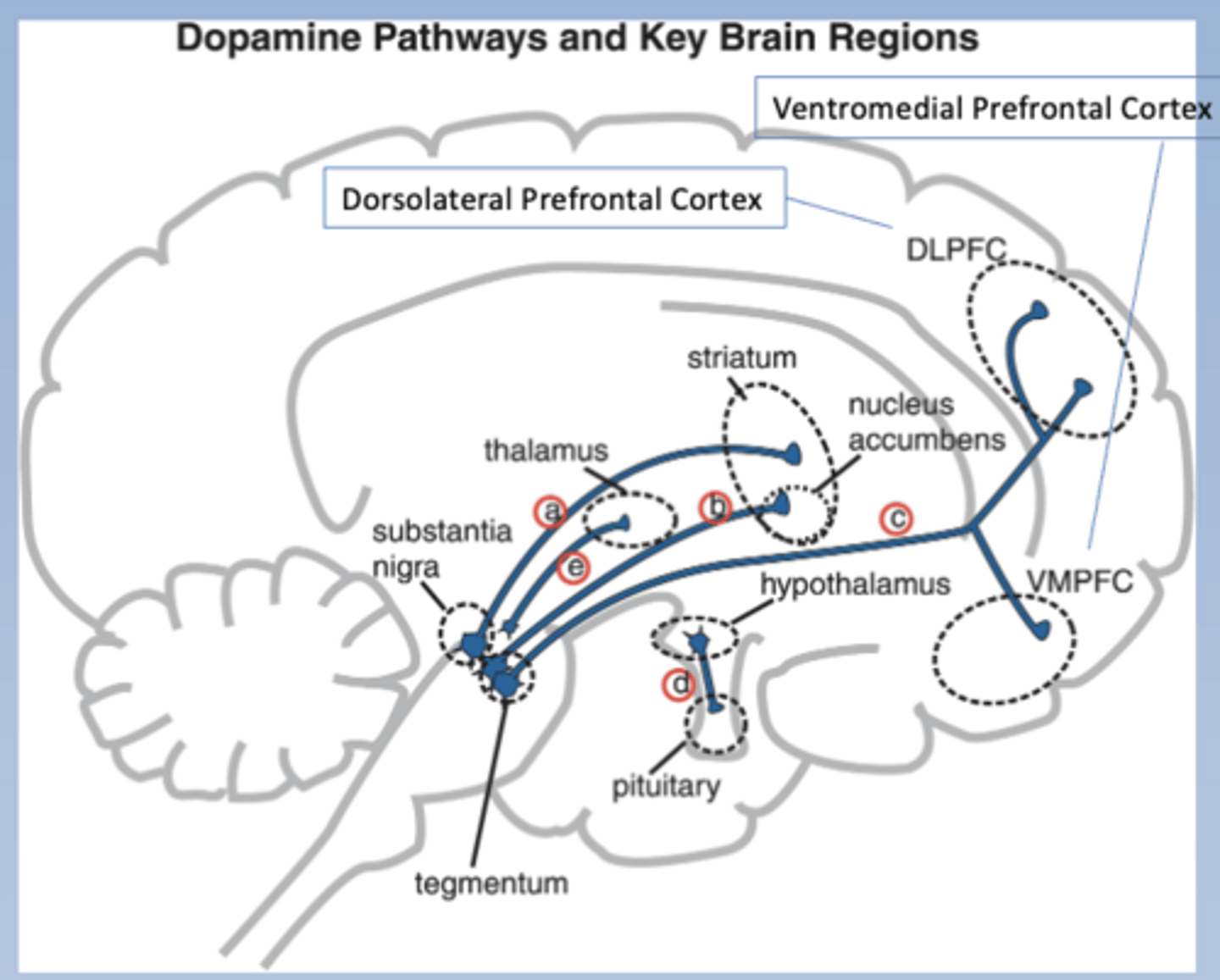 <p>-Nigrostriatal pathway: S. Nigra to striatum</p><p>-Mesolimbic pathway</p><p>-Mesocortical pathway</p><p>-Tuberoinfundibular pathway</p>