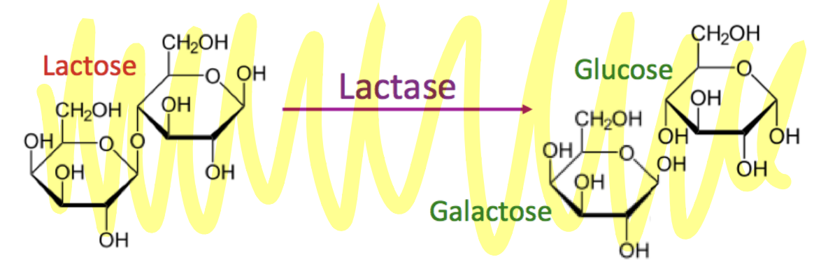 <p>breaks down lactose (two rings) into galactose and glucose (each one ring)</p>