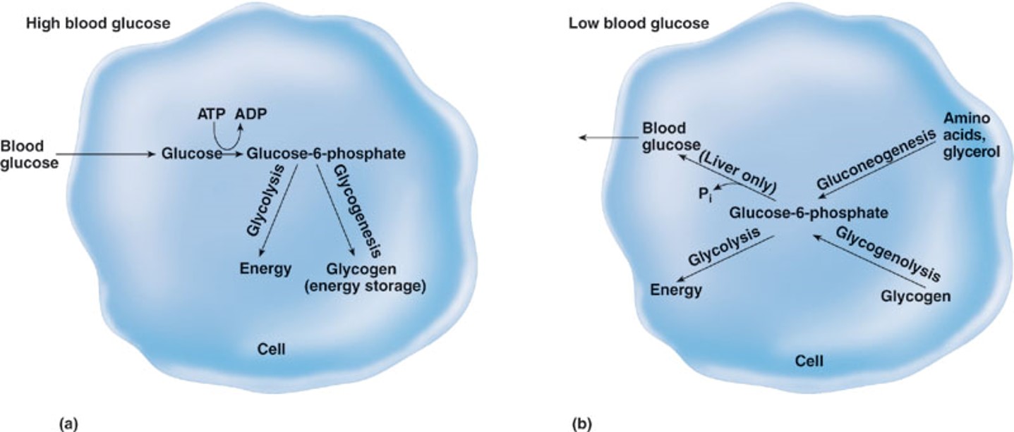 Absorptive state


1. Glycogenesis: excess glucose is used to form glycogen
2. Lipogenesis: when glycogen stores filled, glucose and amino acids turn into lipids

Postabsorptive state


1. Glycogenolysis: the breakdown of glycogen into glucose (in the liver)
2. Gluconeogenesis: the formation of glucose from amino acids and/or glycerol.