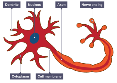 <p>How is a nerve cell adapted for <strong><mark data-color="blue" style="background-color: blue; color: inherit;">transmitting electrical impulses over long distances</mark></strong>?</p>