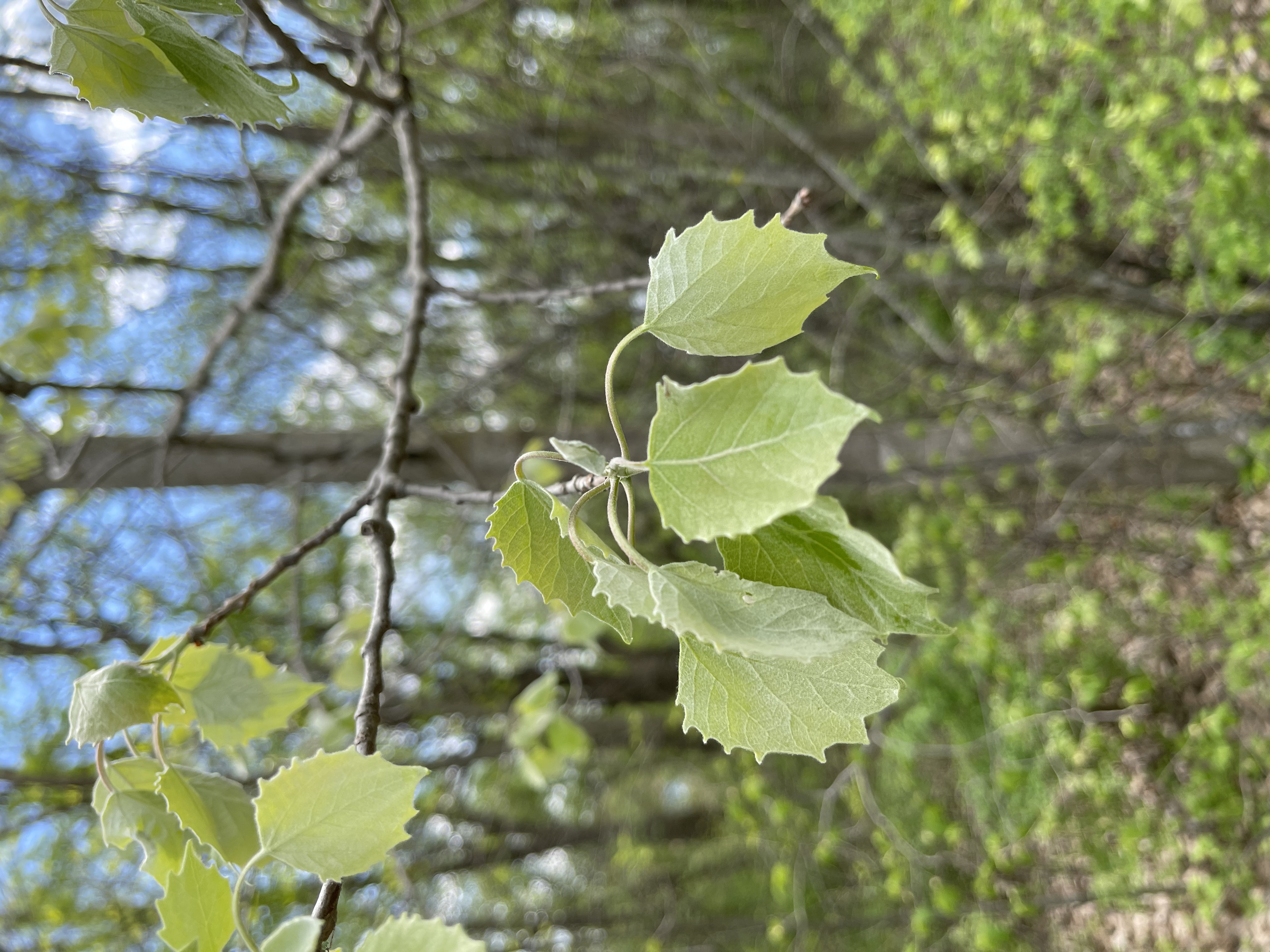 <p><em>Populus grandidentata</em></p>