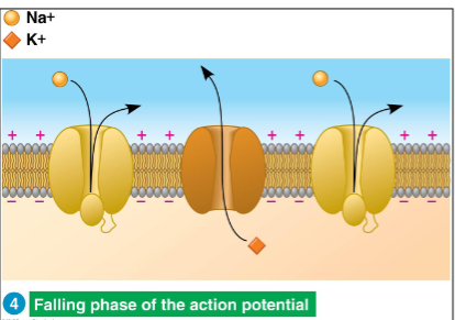 <p>Falling phase of the membrane potential</p>