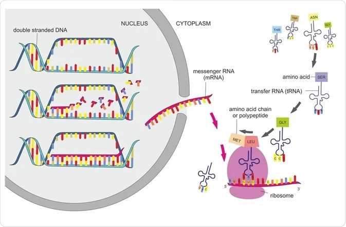 <p>Basics of Translation &amp; Protein Synthesis</p>