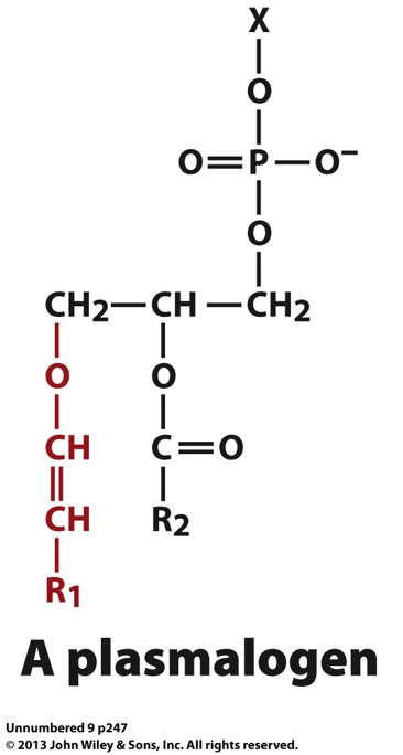 <p>it becomes a modified version called a plasmalogen</p>