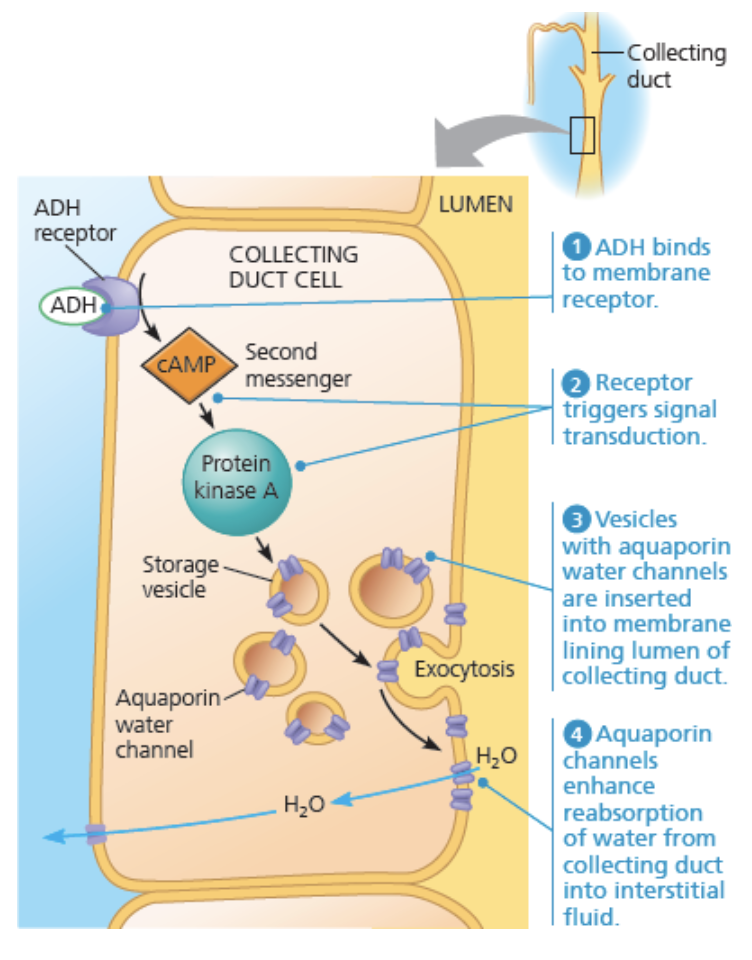 <ul><li><p>Sett seg på reseptora i collecting duct celler, triggar signaltransduksjon, vesiklar med akvaporin blir integrert i membranen =&gt; Meir vatn forlata filtratet</p></li></ul>