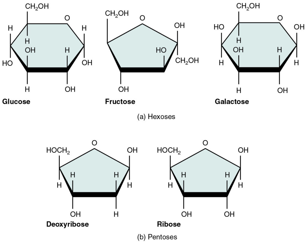 <p>A small molecular subunit that serves as a building block for a polymer. Ex: A single glucose molecule.</p>