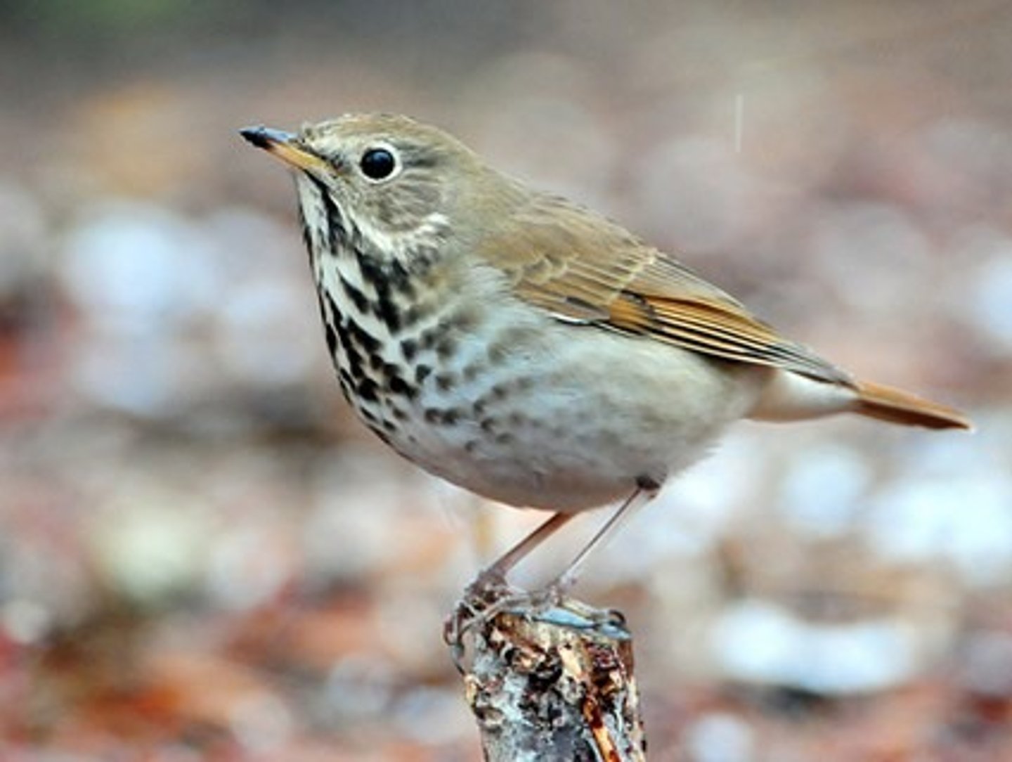 <p>Hermit Thrush</p>