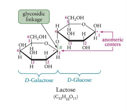 <ul><li><p>covalent bond joining two monosaccharides</p></li><li><p>between one anomeric carbon center of the sugar at the left and of hydroxyl group of sugar at the right</p></li><li><p>b if o is above, a if o is below</p></li></ul>