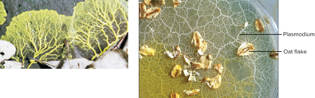 <p>This member of the Amoebozoa supergroup has:</p><ul><li><p>Form mold like structure</p></li></ul>