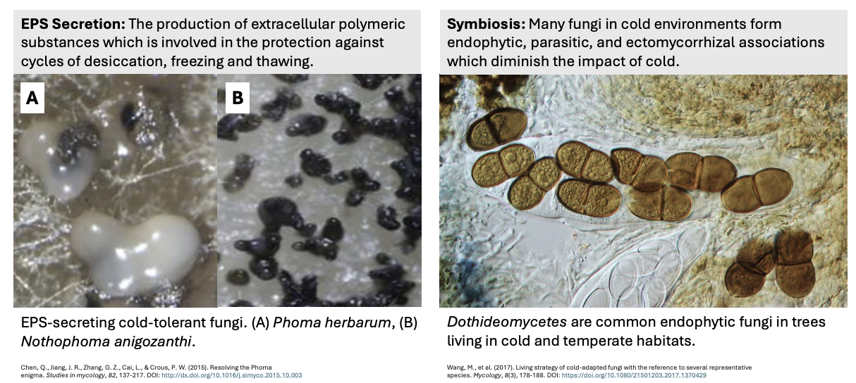 <ul><li><p><strong>EPS secretion</strong></p><ul><li><p>Some fungi produce <u>extrapolymeric substances</u> involved in protection against cycles of desiccation, thawing, freezing</p></li><li><p>e.g., <em>Phoma herbarum, Nothophoma anigozanthi</em></p></li></ul></li><li><p><strong>Symbiosis</strong></p><ul><li><p>Many fungi in cold environments form <u>endophytic, parasitic, ectomycorrhizal</u> associations to diminish impact of cold</p></li><li><p>e.g., <em>Dothideomycetes </em>= endophytes</p></li></ul></li></ul><p></p>