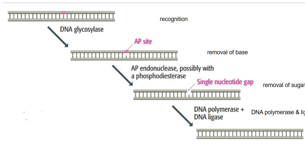 <p>Name this diagram</p>