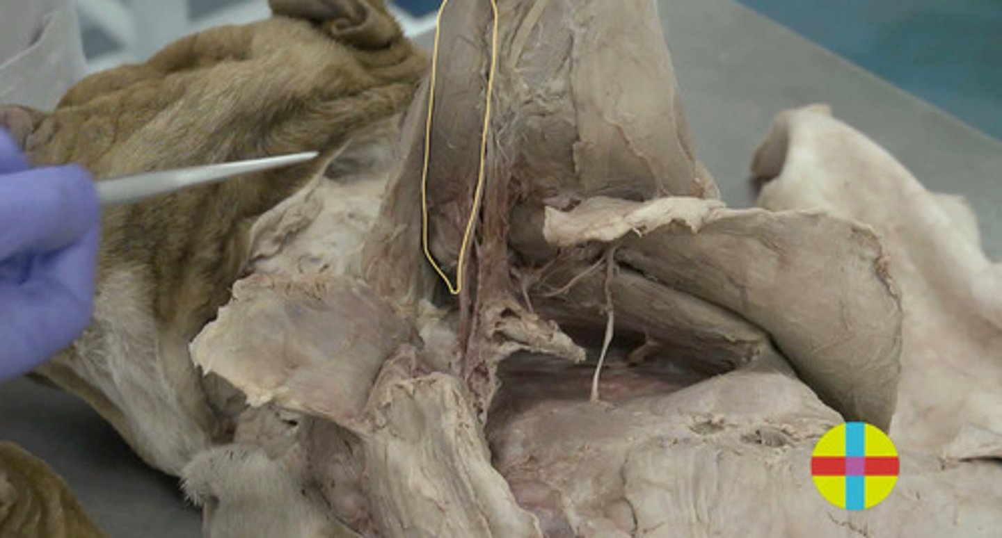 <p>Origen: tub supraglenoidal. Surco intertubercular del húmero. Ligamento transverso en car.</p><p>Inserción: tuberosidad del radio</p><p>Función: flexor del codo y extensor de hombro. Fijador articulación. Lig. tensor contráctil (lig colat md). </p><p>Inervación: n. musculocutáneo.</p>
