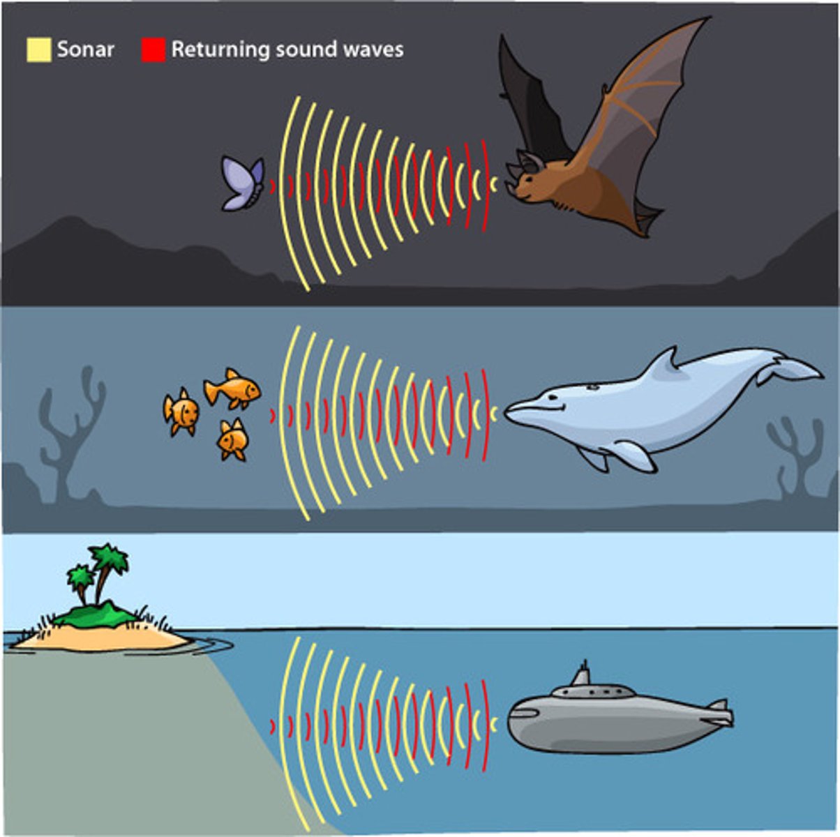 <p>A similar method to echo sounding that animals such as bats and dolphins use to detect their surroundings and to find food</p>