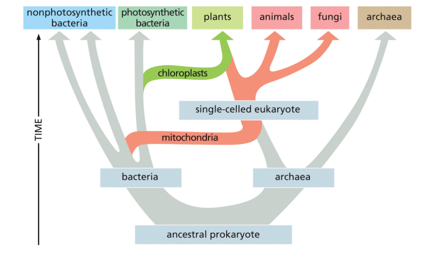 <p><span>genetic information originated from an ancestral archaeon and endosymbiotic bacteria</span></p>