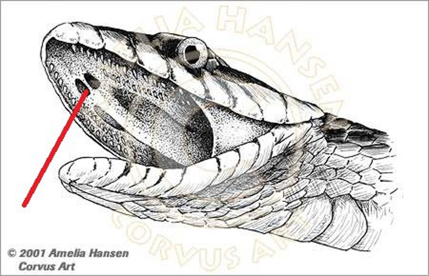 <p>in the roof of the mouth of reptiles and is sensitive to odors</p>