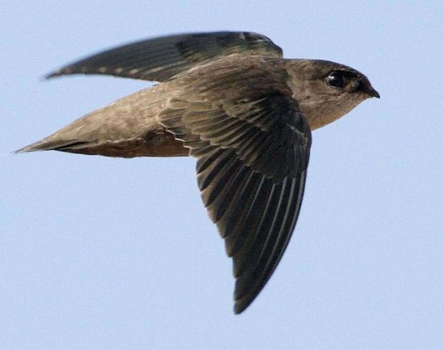 <p>wide gape to help capture flying insects.</p>