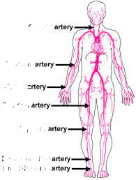 <p>ankle</p>