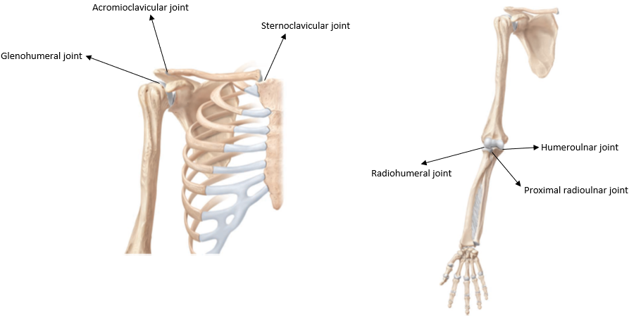 <ul><li><p>Sternoclavicular joint</p></li><li><p>Acromioclavicular joint</p></li><li><p>Glenohumeral joint</p></li><li><p>Radiohumeral joint</p></li><li><p>Humeroulnar joint</p></li><li><p>Proximal radioulnar joint</p></li></ul><p></p>