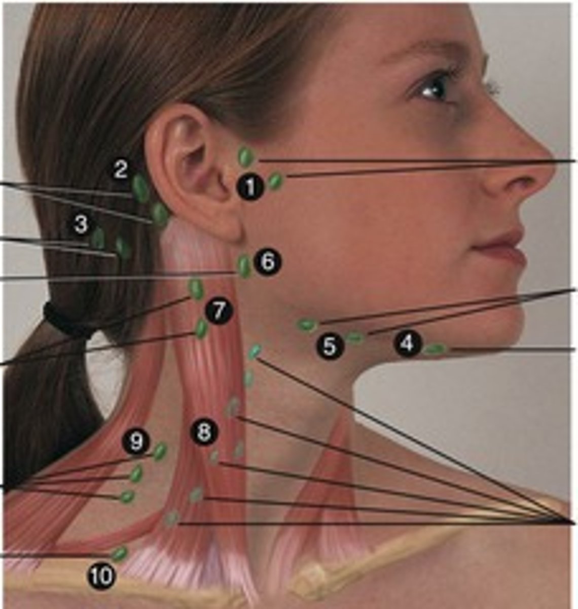 <p>along collecting lymph vessels</p><p>500 in body</p><p>filtration and immune activation</p>