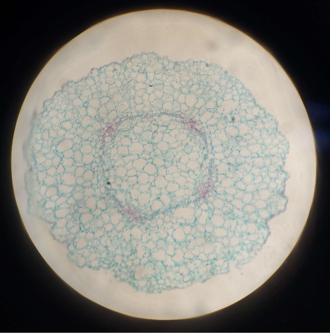 <p>Vascular Bundle</p>