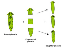 <p>What form of asexual reproduction is this? It occurs when an organism breaks into two or more parts, each capable of becoming complete new individuals</p>