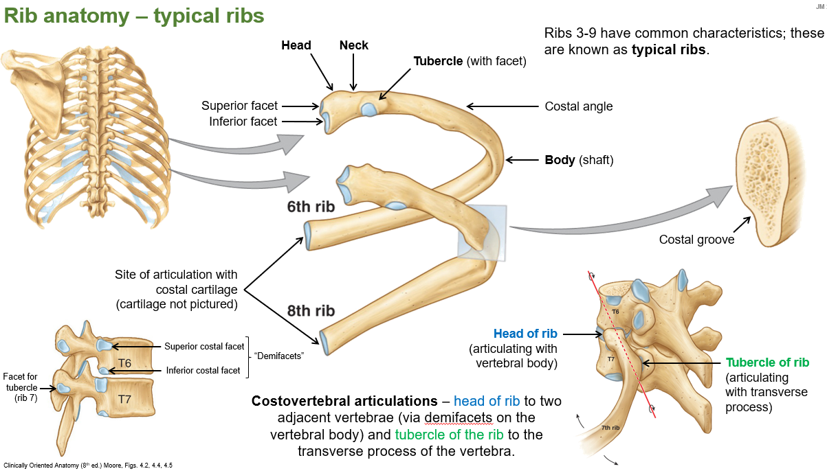 <p><strong>Typical ribs</strong> are ribs <strong>3–9</strong>, which have common structural characteristics.</p>