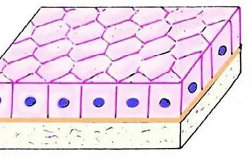 <p>cells that are as tall as they are wide, often involved in secretion and absorption.</p>