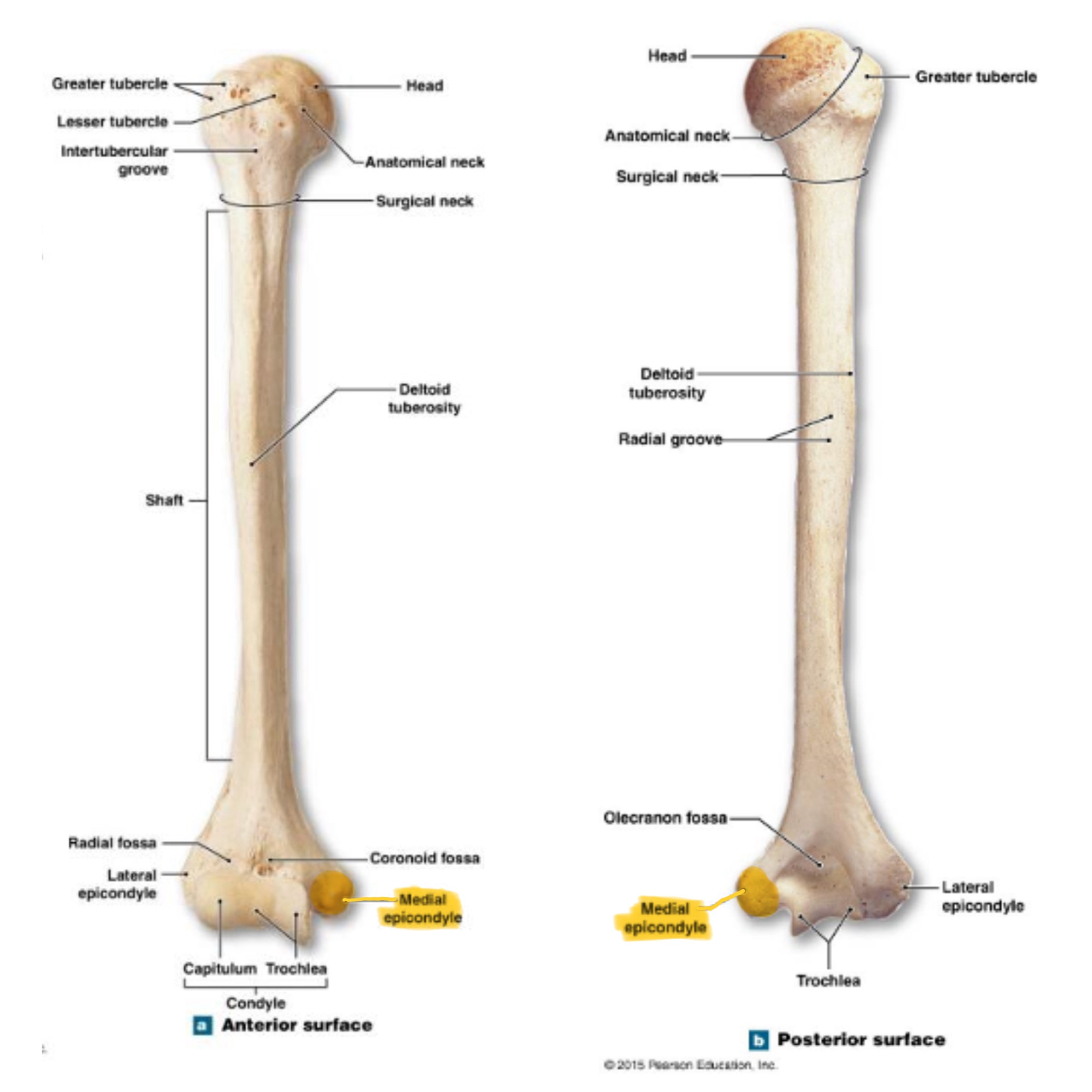 <p>larger projection on the distal, medial side; attachment site for forearm flexor muscles & ulnar nerves passes behind it (“funny bone”)</p>
