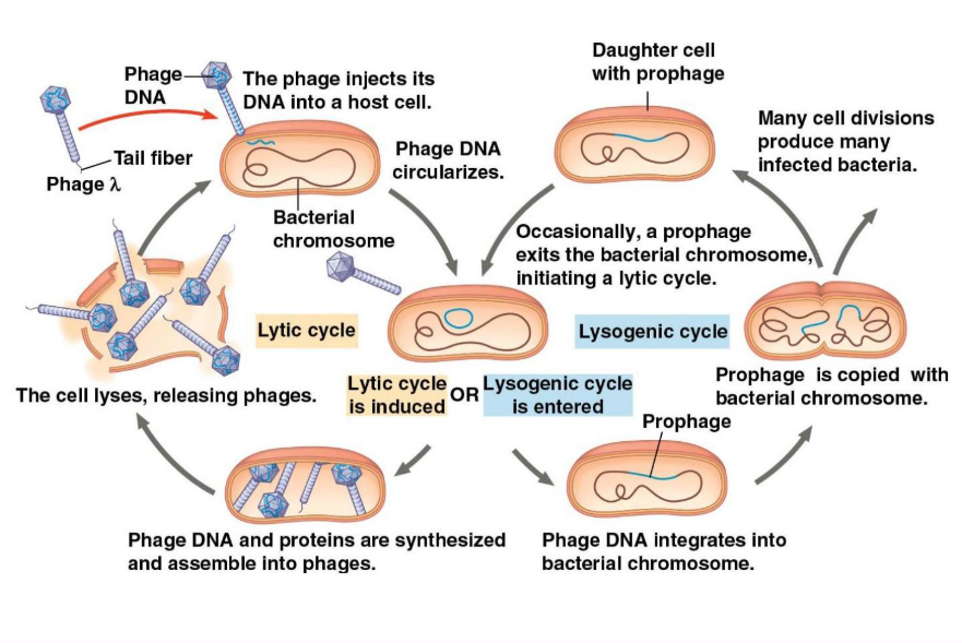 <p>General: Replicates the <strong>phage </strong>genome without destroying the host. <br><br><strong>Phage </strong>will be incorporated into the host cell’s chromosome every time the cell replicates and divides, now called a <strong>Prophage</strong>. (Passing onto the daughter cells) It’ll save it’s time until it’s environmental conditions are good, so it can trigger the virus genome, exiting the bacterial chromosome and inducing <strong>Lytic cycle</strong>.</p>