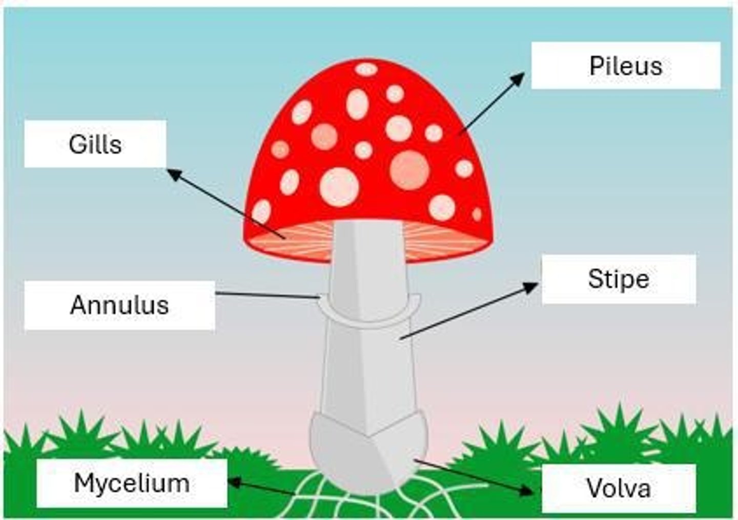<p>Basidiomycota.</p>