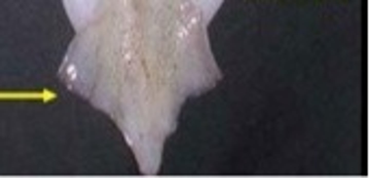 <p>These help squid change direction when swimming.</p>