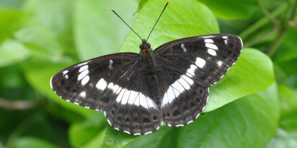 <p><em>Limenitis camilla </em></p><p>Black</p><p>white bands </p><p>gingery-brown underside </p>