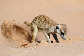 <p>Where would long and hard claws be the most helpful</p>