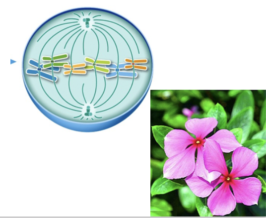 <ul><li><p>Block spindle fiber formation or breakdown (prevents cell division from starting or ending)</p></li><li><p>Naturally produced by plants</p></li><li><p>Drawbacks: Nerve damage</p></li></ul>