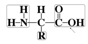 <p>monomer of a protein</p>