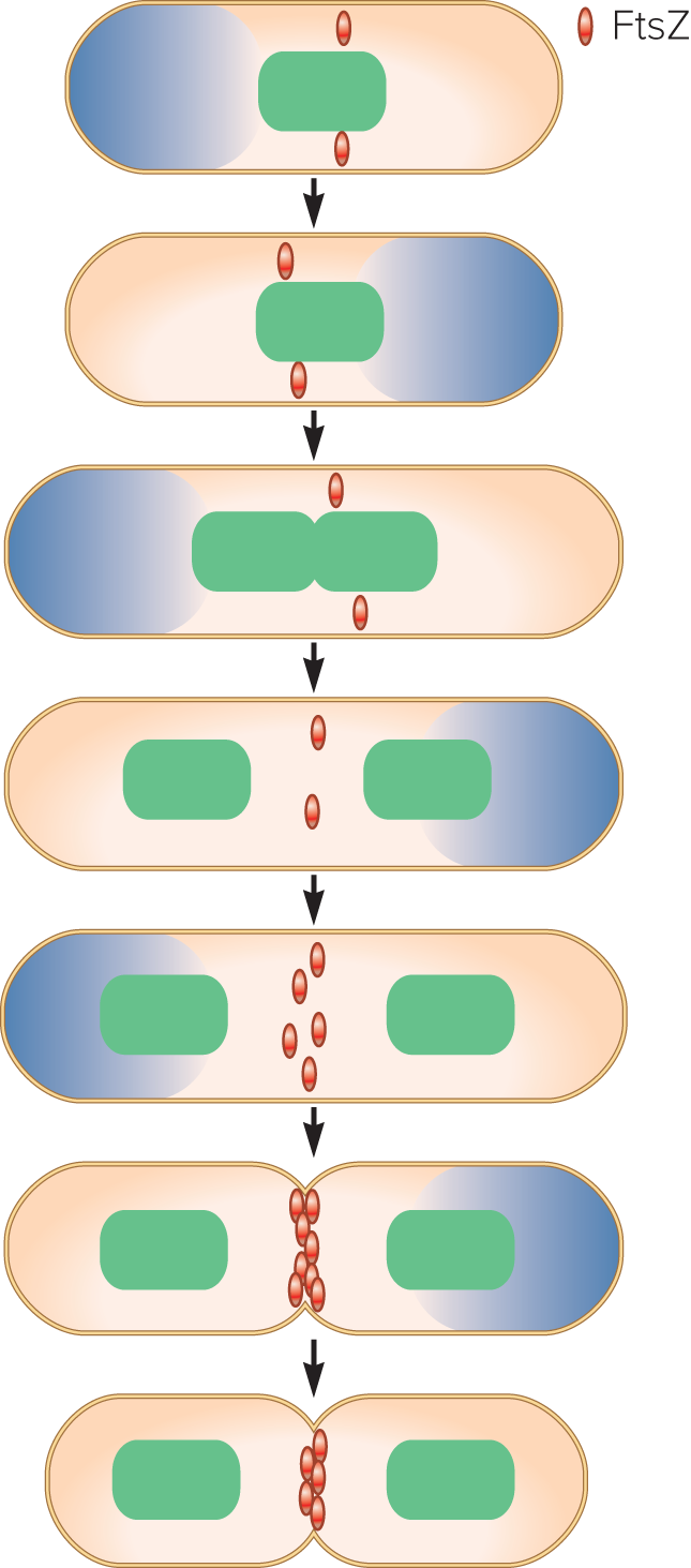 <p>place FtsZ proteins around the cell by preventing polymer formation in the wrong places</p>