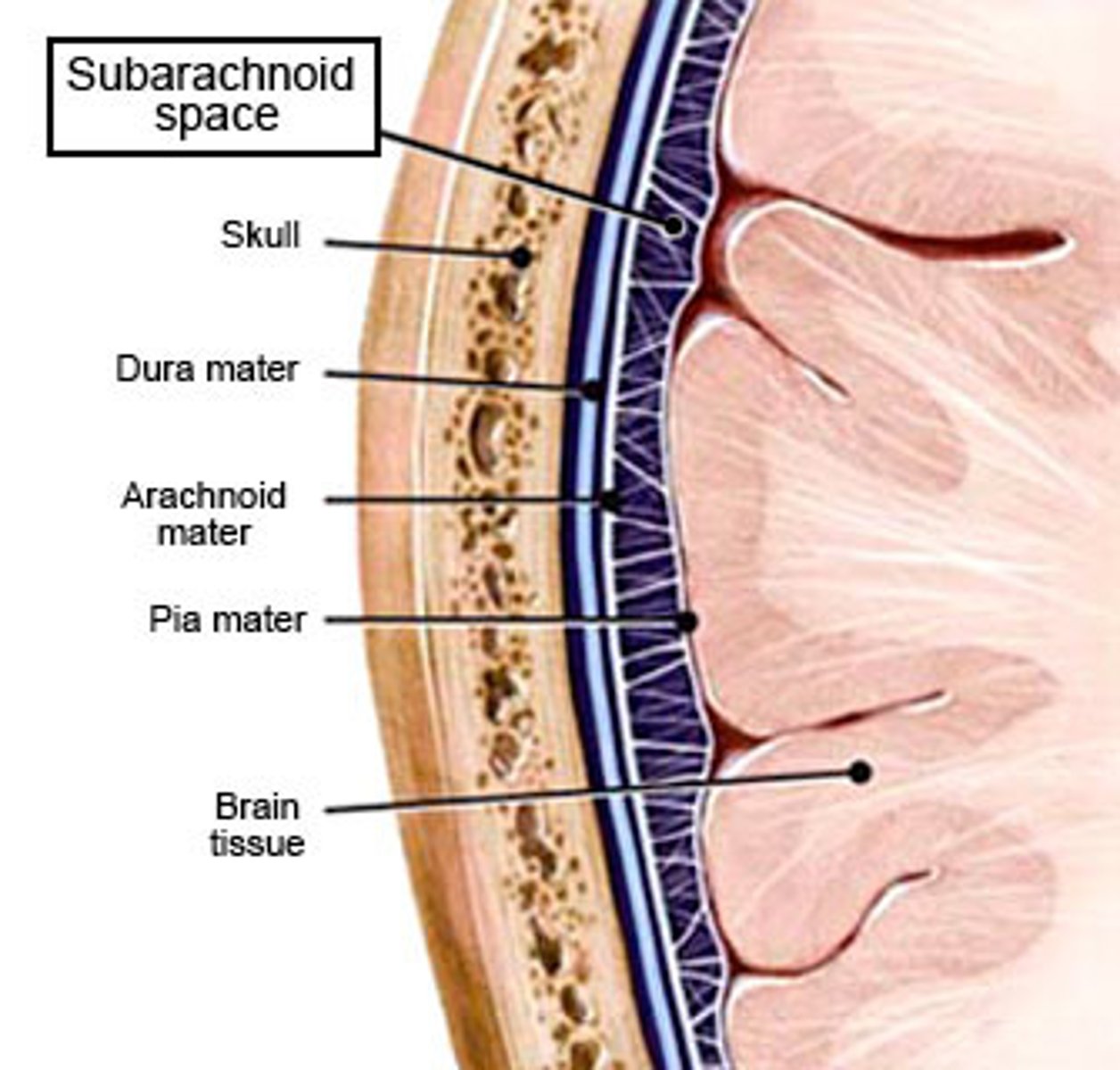 <p>subarachnoid space</p>