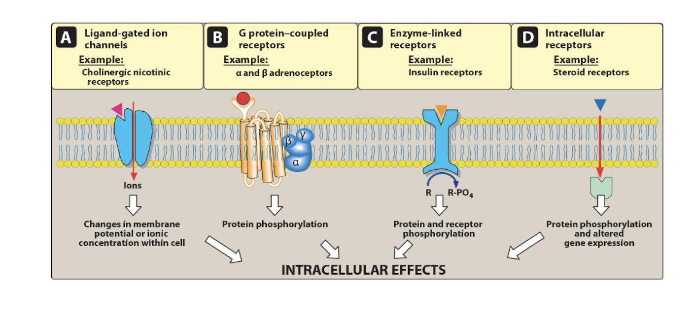 <p>all have intracellular effects </p>