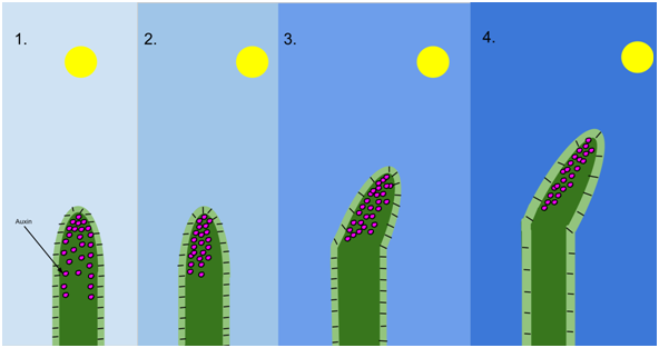 <p>The growth of an organism according to light </p><ul><li><p>shoots always grow towards light </p></li><li><p>They are positively phototropic </p></li><li><p>Roots are not sensitive to light </p></li></ul>