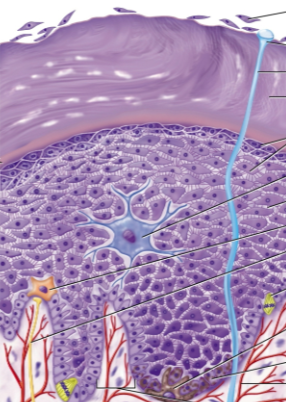<p>Epidermis</p>
