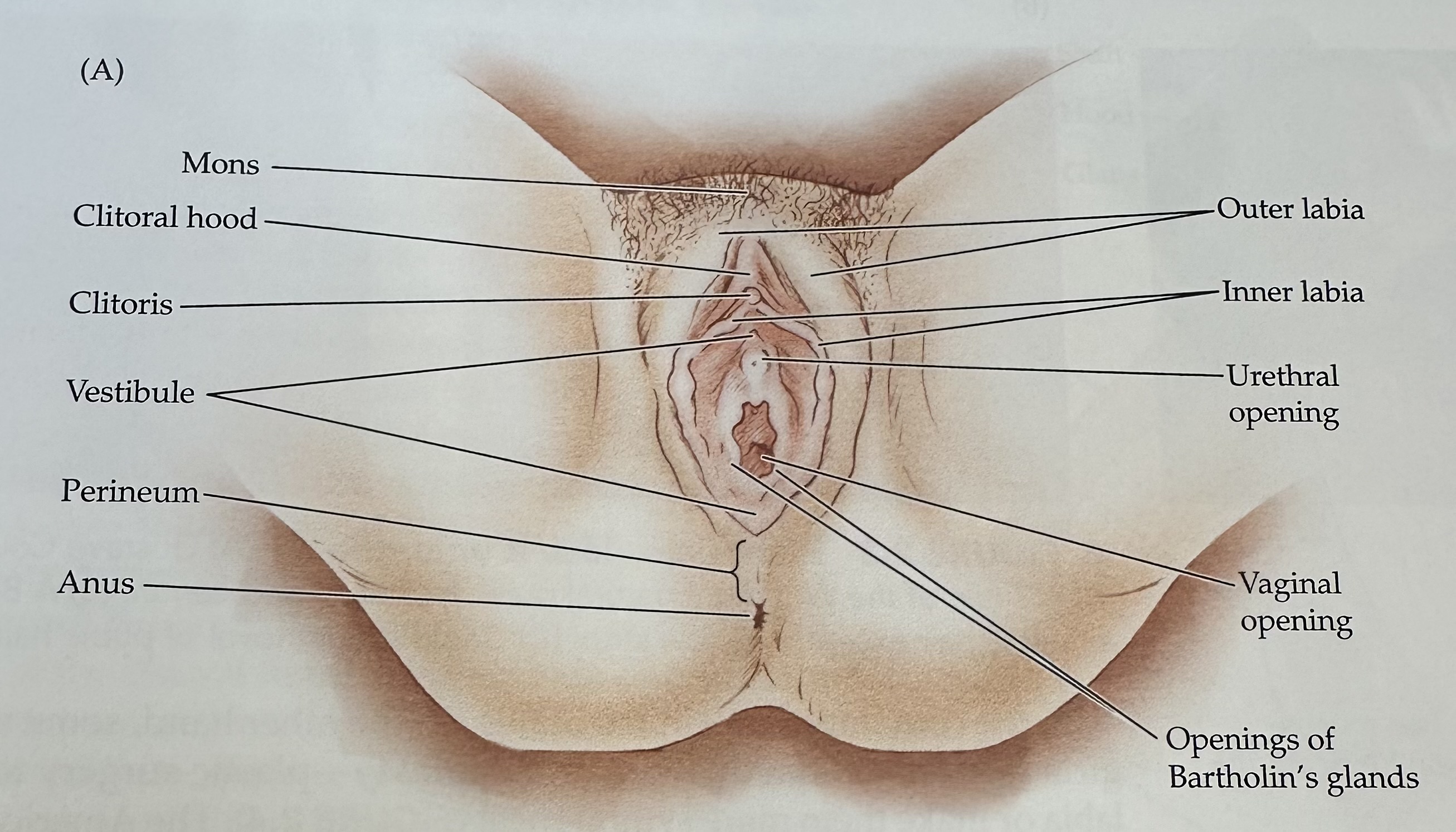 <p>The folds of skin surrounding the vaginal opening, consisting of the labia majora and labia minora.</p>