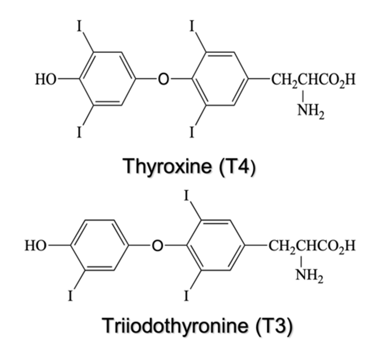 <p>two tyrosine residues joined by an ether linkage with iodine incorporated; T4 has four iodines, T4 has three</p>