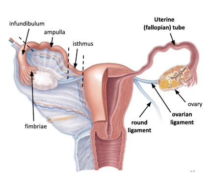 <p><span style="background-color: transparent;"><u><span>adnexa</span></u><span> - 3 structures that hand from the uterus</span></span></p><ol><li><p><span style="background-color: transparent;"><u><span>uterine (fallopian tube</span></u></span></p><ol><li><p><span style="background-color: transparent;"><span>transports oocytes from ovaries to uterine cavity&nbsp;</span></span></p></li><li><p><span style="background-color: transparent;"><u><span>fimbriae</span></u><span> - finger like projections that draw oocyte</span></span></p></li></ol></li><li><p><span style="background-color: transparent;"><u><span>ovary and ovarian ligament</span></u></span></p><ol><li><p><span style="background-color: transparent;"><span>ovaries - gonads, produce gametes (oocytes)</span></span></p></li></ol></li><li><p><span style="background-color: transparent;"><u><span>round ligament</span></u></span></p><ol><li><p><span style="background-color: transparent;"><span>travels anteriorly through inguinal canal on each side and attach to labia majori&nbsp;</span></span></p></li><li><p><span style="background-color: transparent;"><span>positional support and anchor for uterus</span></span></p></li></ol></li></ol><p></p>