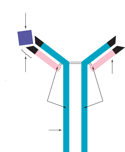 <p>antibody structure</p>