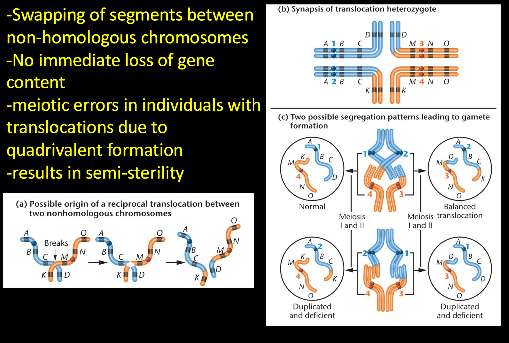 <p><span>-Swapping of segments between non-homologous chromosomes<br>-No immediate loss of gene content<br>-meiotic errors in individuals with translocations due to quadrivalent formation<br>-results in semi-sterility</span></p>