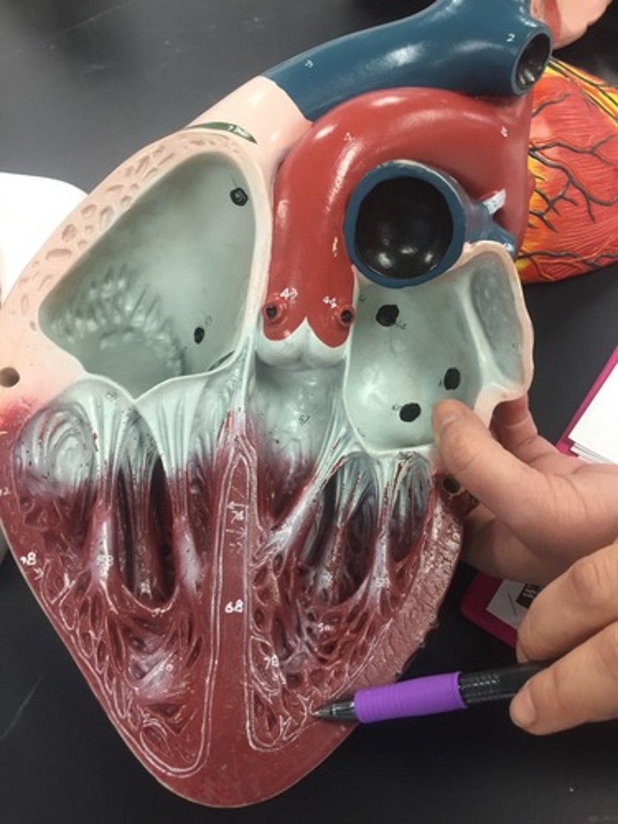 <p>branch out from the bundle branches and spread throughout the ventricles.</p>