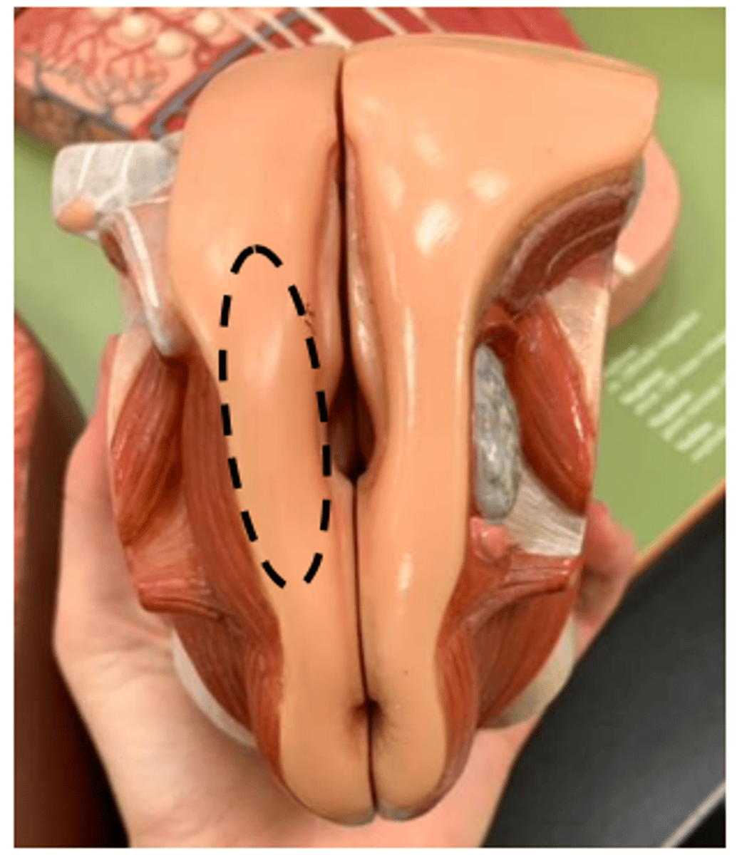 <p>outer wall</p><p>only standalone</p><p>upper area only</p><p></p>