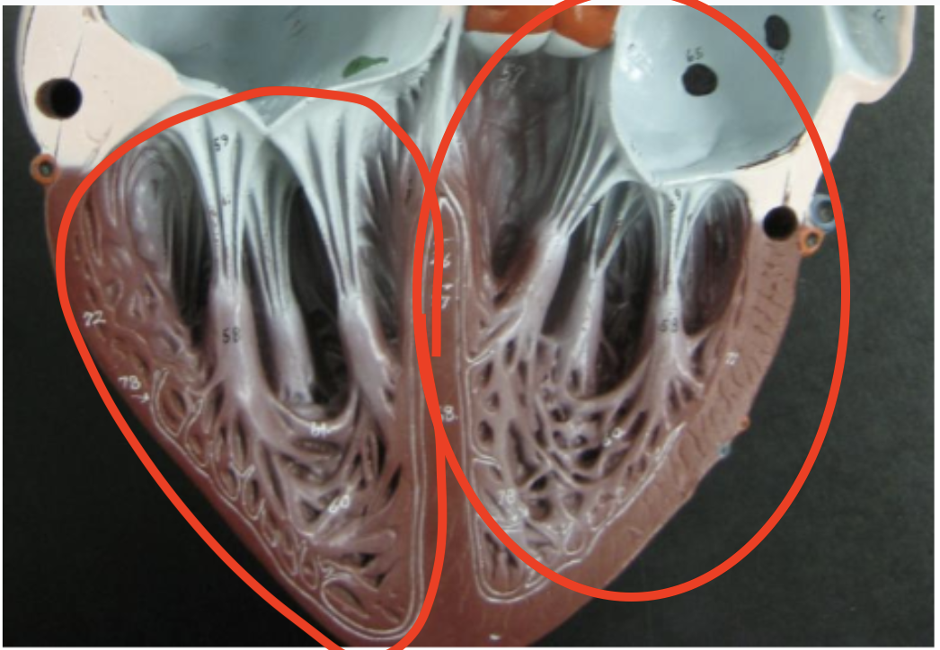 <p>inferior portions of the heart </p>