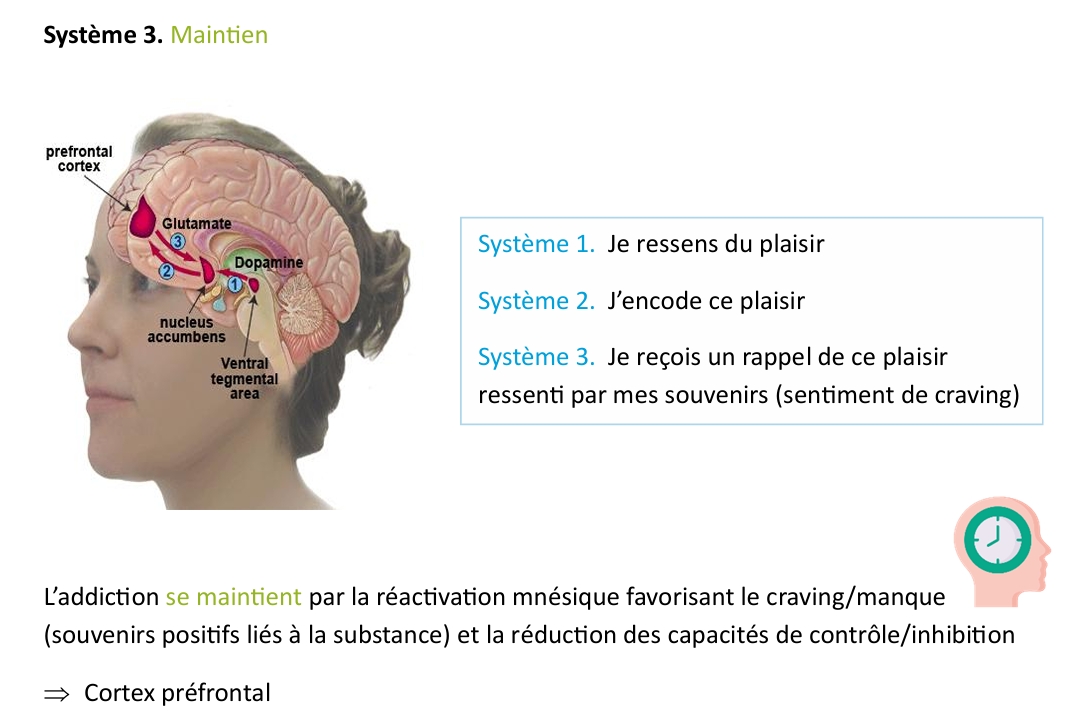 <p>Le cortex préfrontal perd en efficacité → moins de contrôle, plus de répétition du comportement</p>